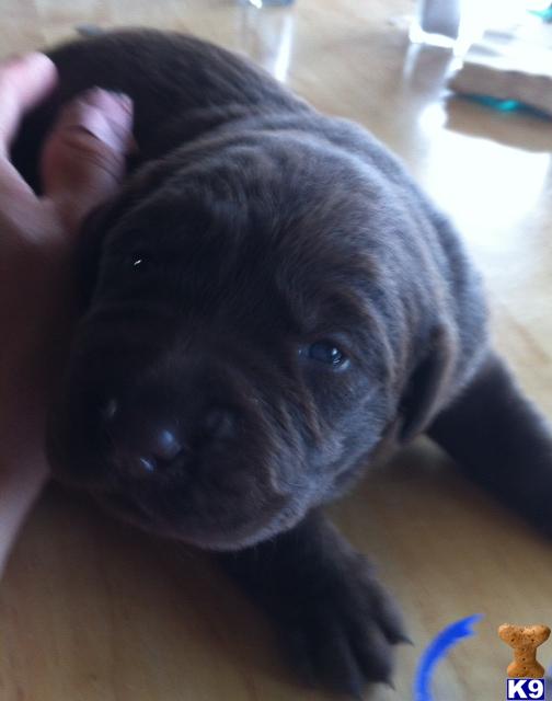 Puppies in Rhome